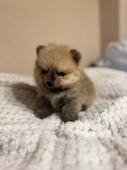 Pomeranian szpic ministurowy