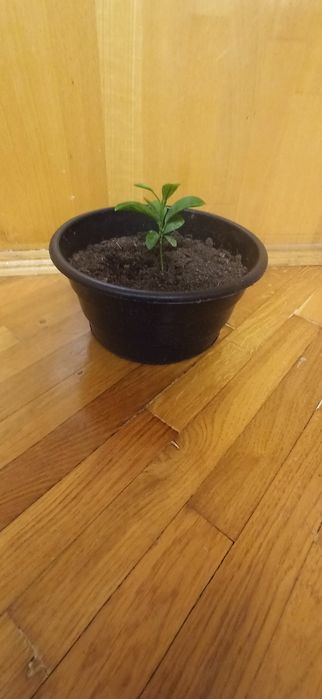 Продам молоде дерево лимони