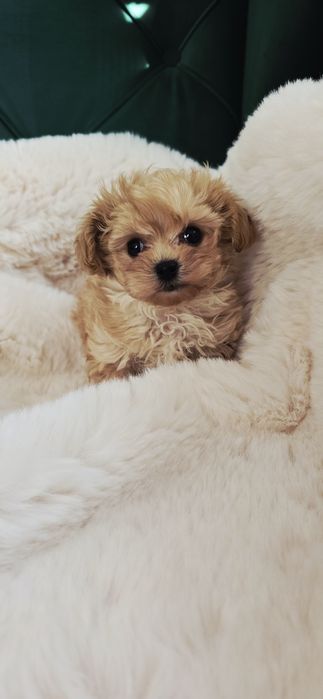 Maltipoo super maleńki chłopczyk najmniejszy na Olx !