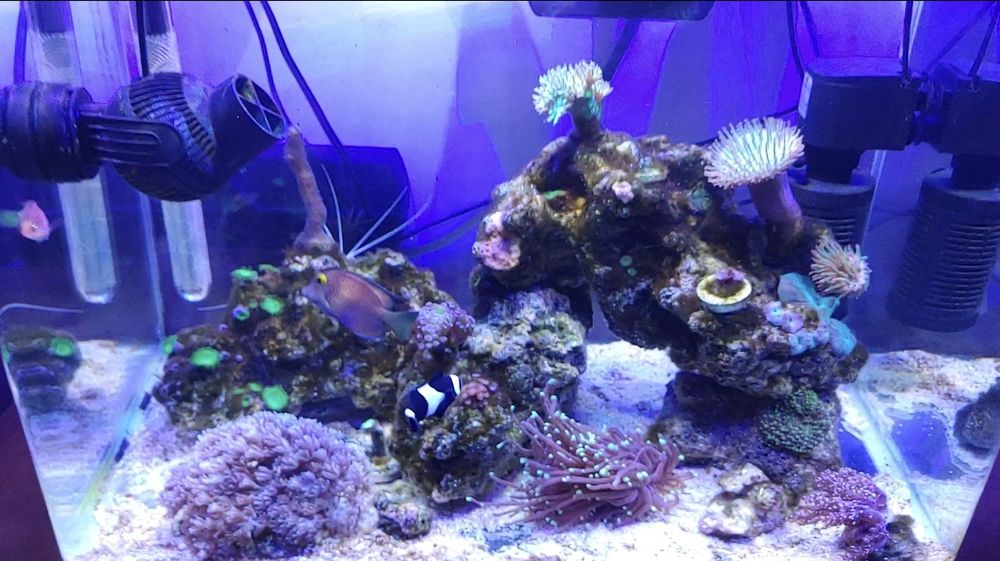 Nano Reef 50x50×40 pronto a iniciar