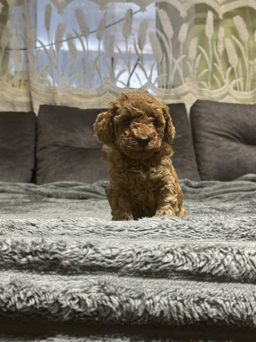 Той пудель тікап ред браун