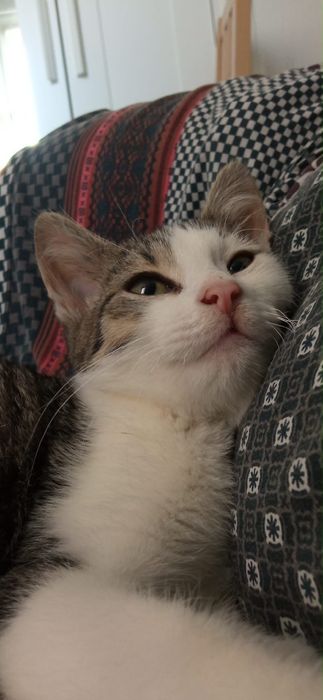 Filemon do adopcji