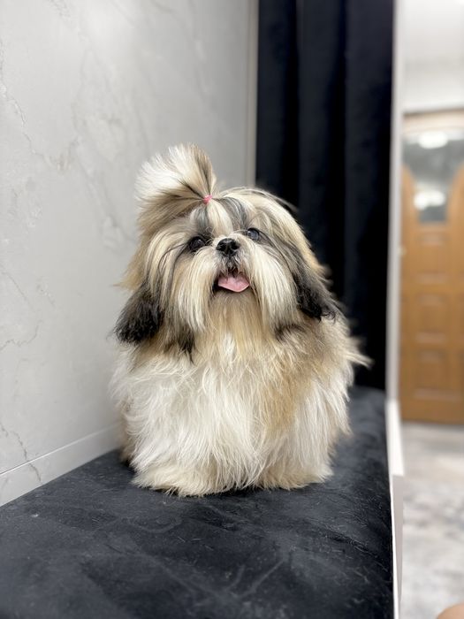 Shih Tzu FCI ZKwP Pies