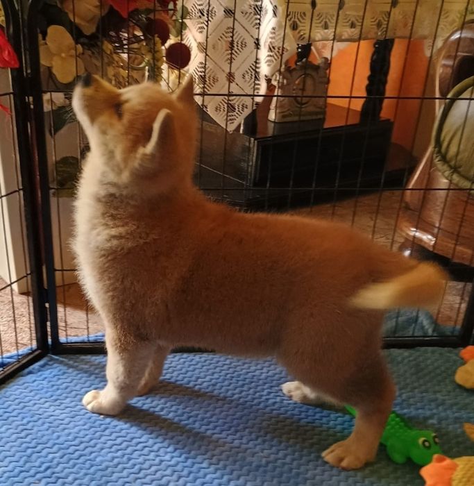 Akita Inu suczka ZkwP FCI
