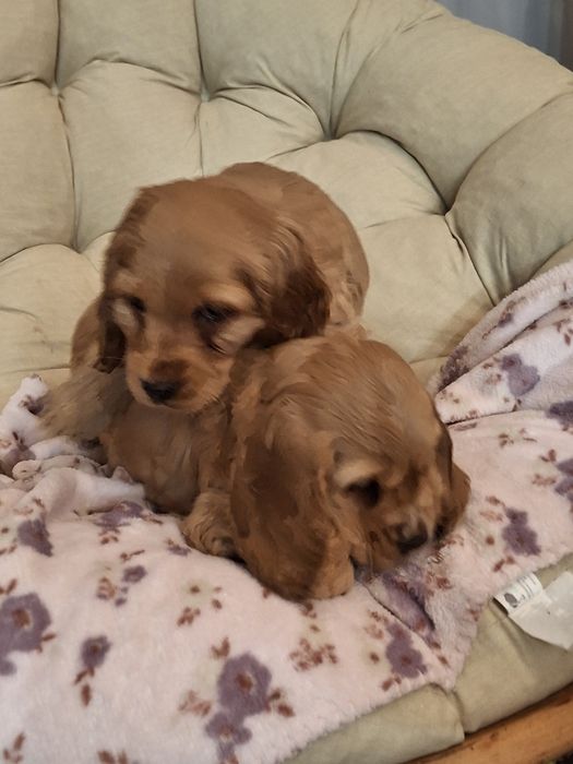 Cocker spaniel złoty piesek