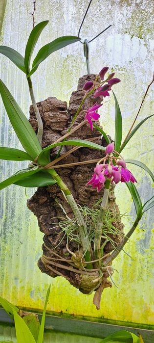 Montagem de Dendrobium  Berry Oda