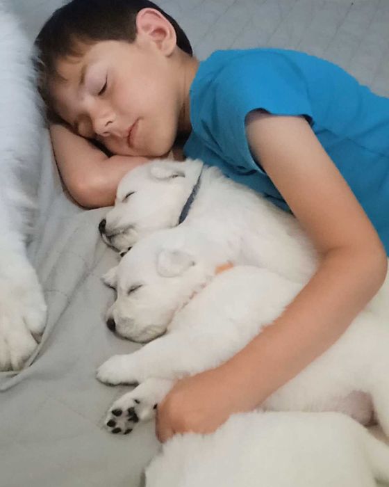 Шикарні цуценята БШВ Біла швейцарська вівчарка БШО документи КСУ/FCI