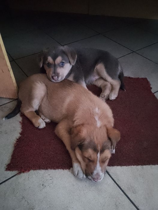 Віддамо ДАРОМ  у "добрі руки",військові