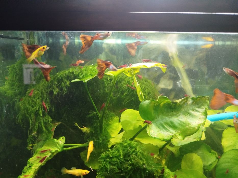 Gupiki dorosłe  samce