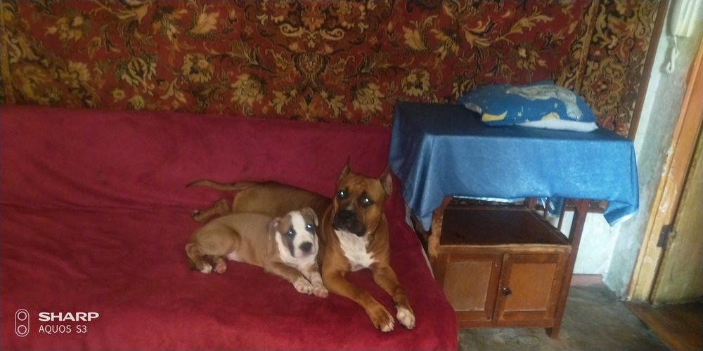 Амстафф для вязки