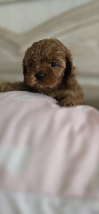 Cavapoo/ dziewczynka