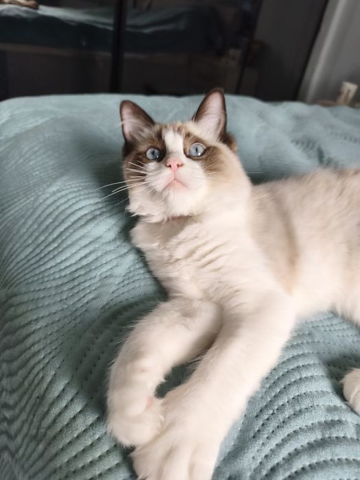 Ragdoll kotka rodowód w FPL