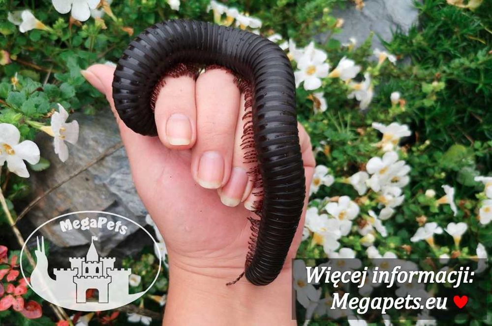 Olbrzymi Spiropoeus fischeri Krocionogi Wije Stonoga Skoczogonki Ekipa