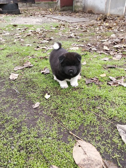 Щенок Американської акіти