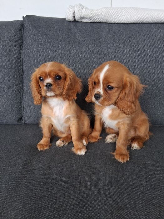Cavalier King Charles Spaniel - pies ! OSTATNI