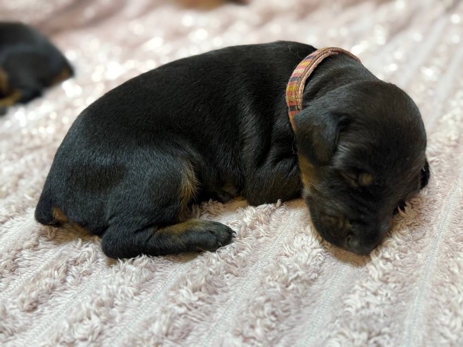 Цуцики добермана