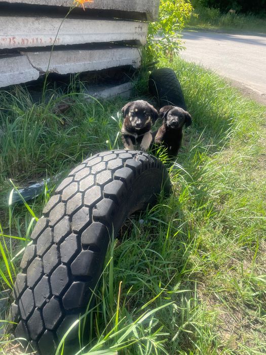 В добрі руки песики