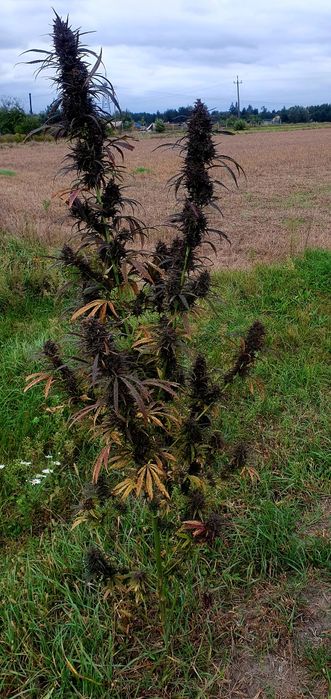 Topy Cannabis sativa purple 50g konopia susz eko