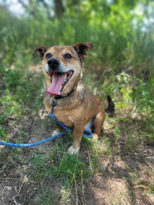 Mały, rudy Ekwador szuka domu!