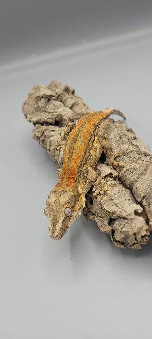 Samiec Gekona Uszatego , nie Orzęsiony.