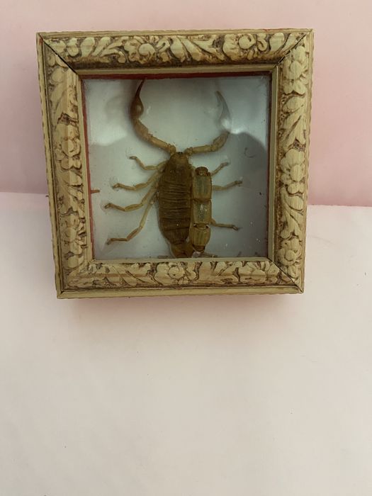 аризонский волосатый скорпион под стеклом