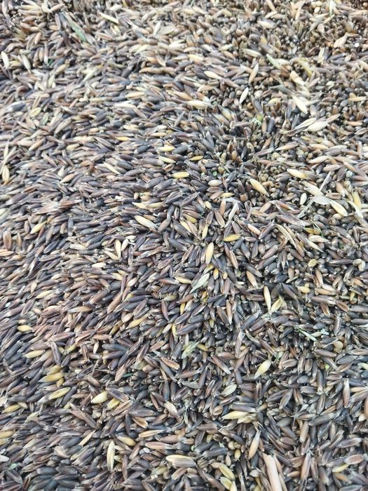 Owies jary czarny gniady ziarno czysty jęczmień jary pellet opał