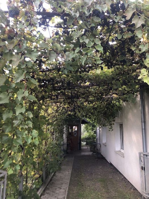 Виноград на вино