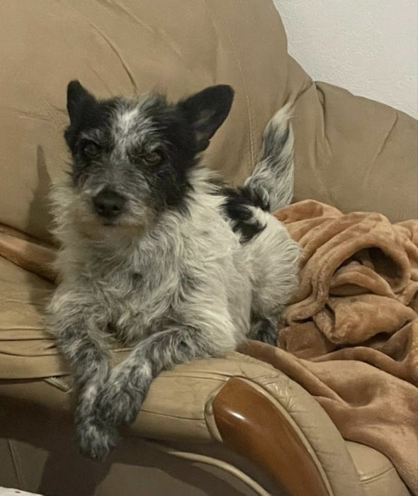 Schnauzer Miniatura para adopcão responsável!