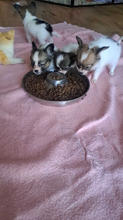 Spaniel kontynentalny Papillon piesek