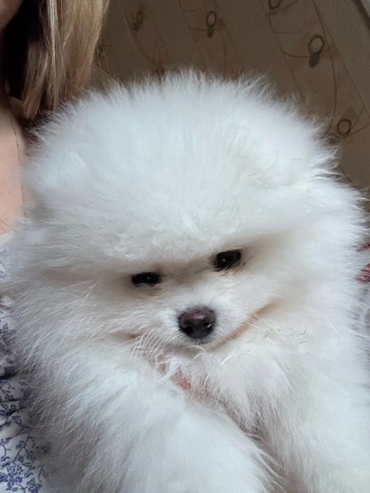 Померанский шпиц