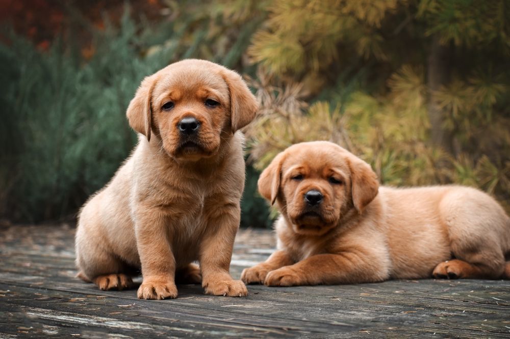 Цуценя лабрадора фоскред ексклюзив