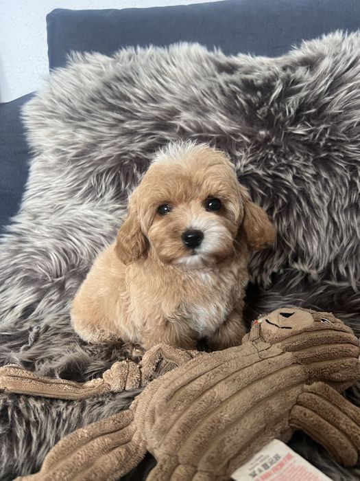 Maltipoo F1b pudel gotowy do zmiany domu