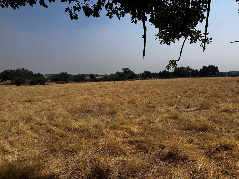 Terrenos Rústicos Zebreira com oliveiras e sobreiros