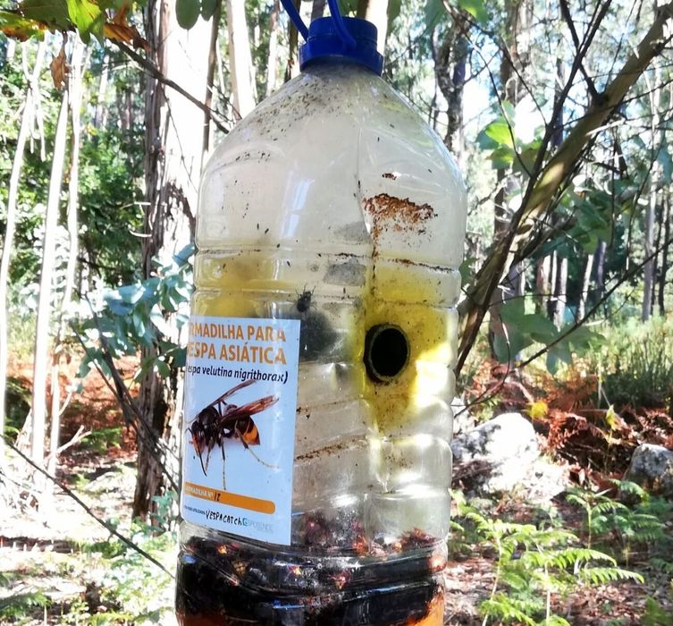 vespa asiática ou velutina liquido atractivo oeiras