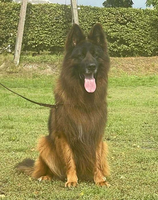 Owczarek niemiecki długowłosy