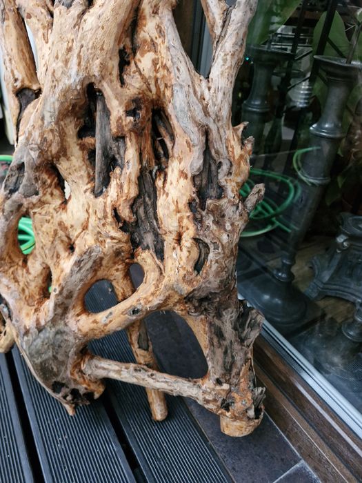 Korzeń do akwarium lub terrarium  z drewna bukowego