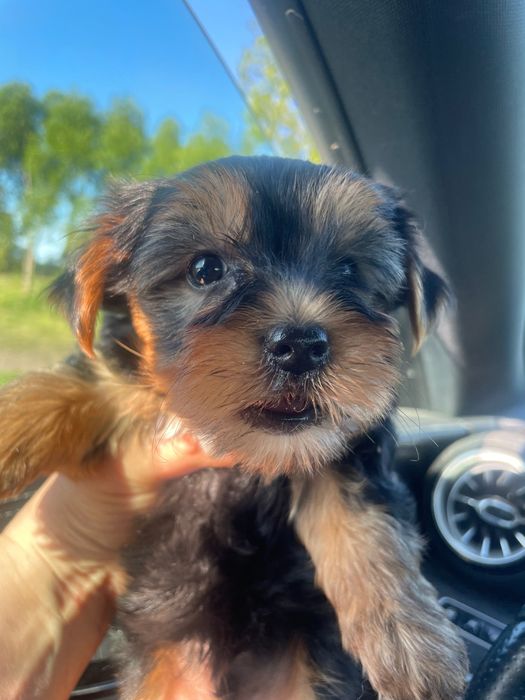York yorkshire terrier suczka pies dwa szczepienia