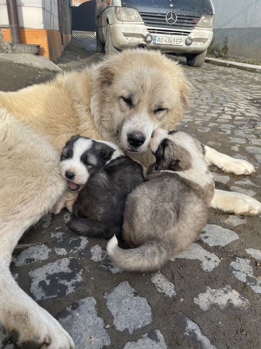 Цуценята кавказької вівчарки