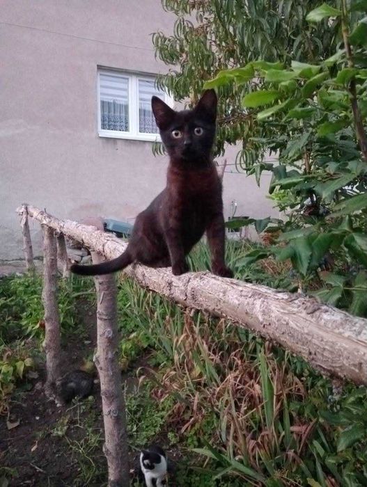 Kociczka do adopcji