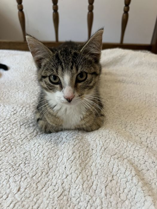 Małe kotki do adopcji