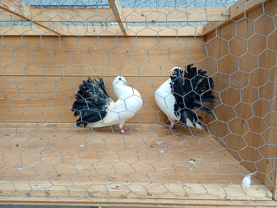 Sprzedam gołębie pawiki