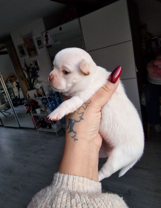 Beżowy piesek Chihuahua