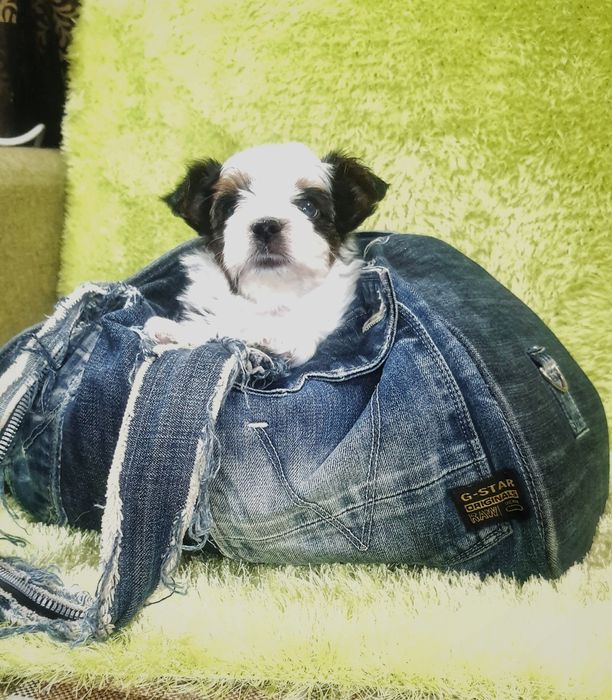 Біверйорк цуценя