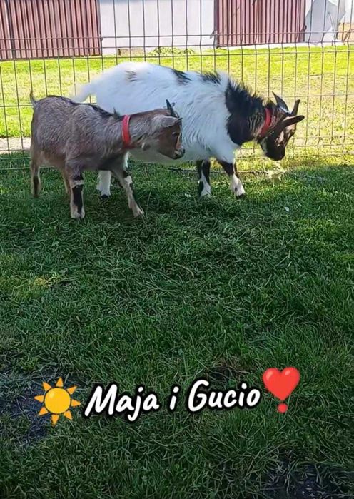 Sprzedam parę kóz miniaturowych