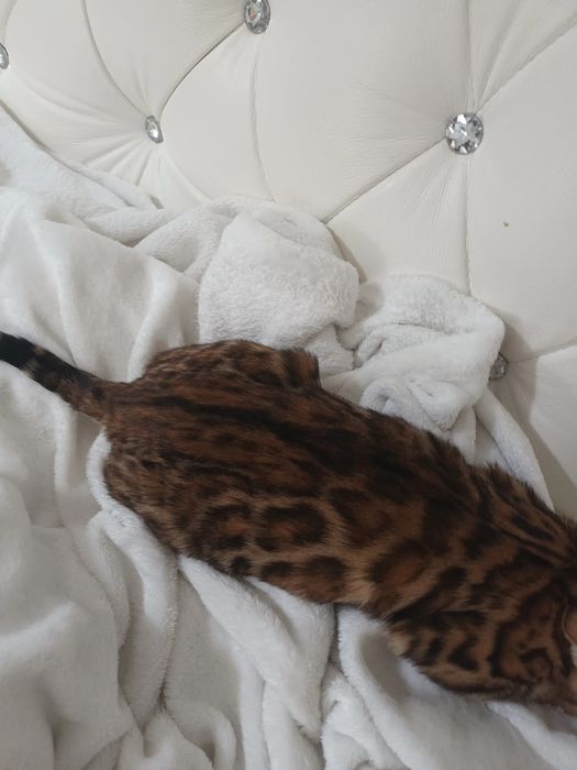 Kocurek Bengalski