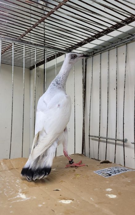 Srebrniak samica adeno kręciek chudnięcie