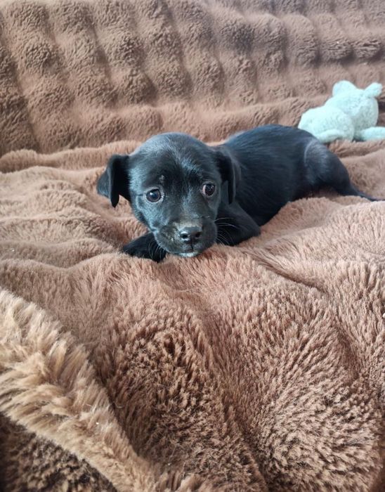 Цуценята безкоштовно