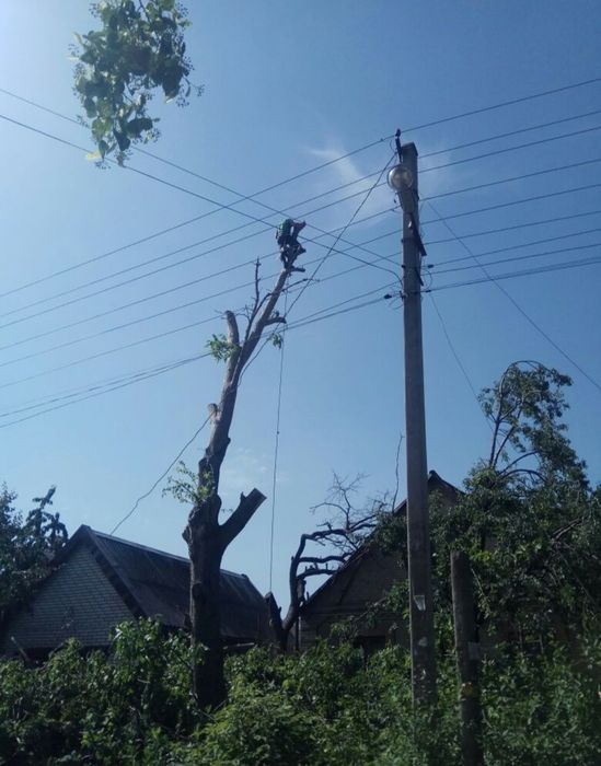 Профессиональный спил деревьев любой сложности.