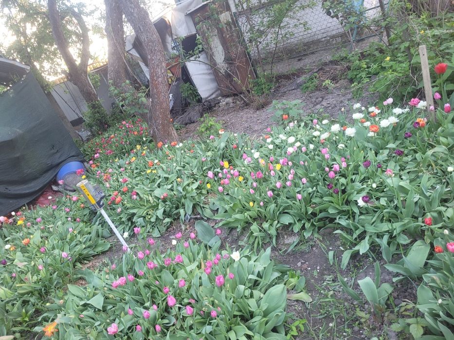 Цибулини  тюльпанів