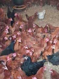 Kury Nioski Rosa Leghorn Messa.Kurki młode z jajkami prosto z FERMY...